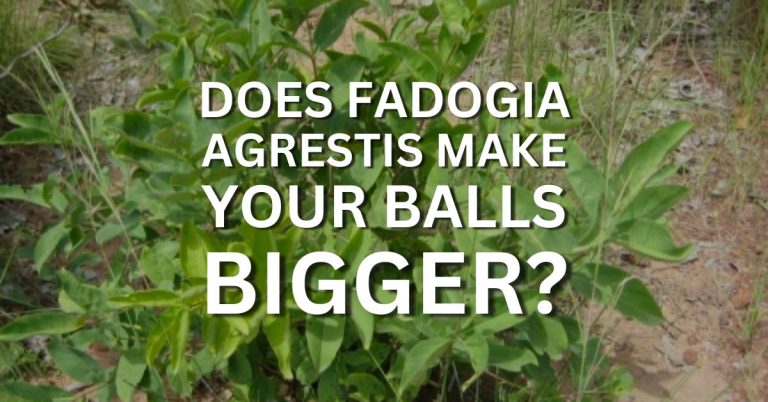 does fadogia agrestis make your balls bigger