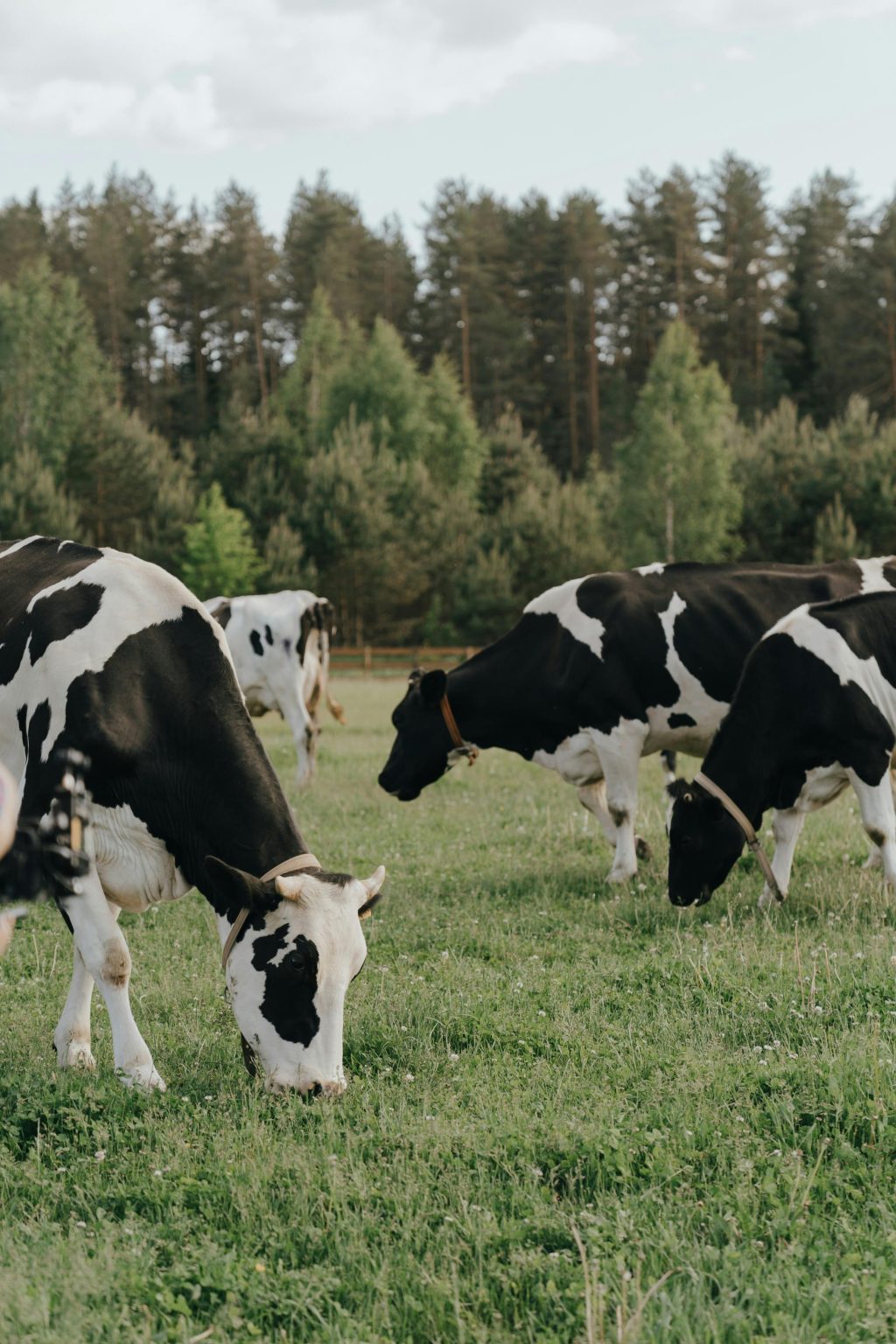 BOVAERFree Farms Directory for Australia
