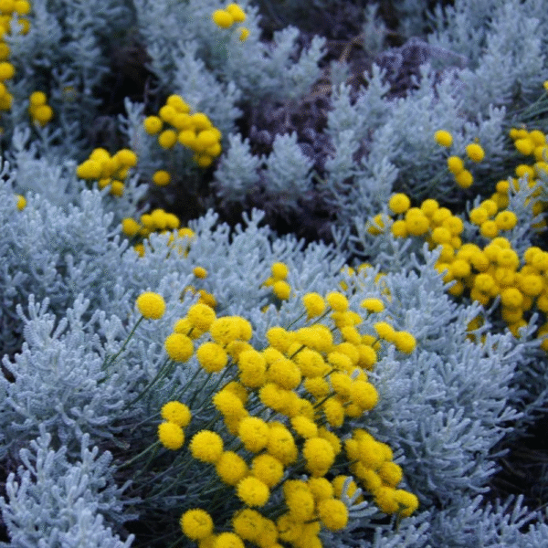 Mystic Blue Tallow Sugar Scrub - Blue Tansy - Image 3