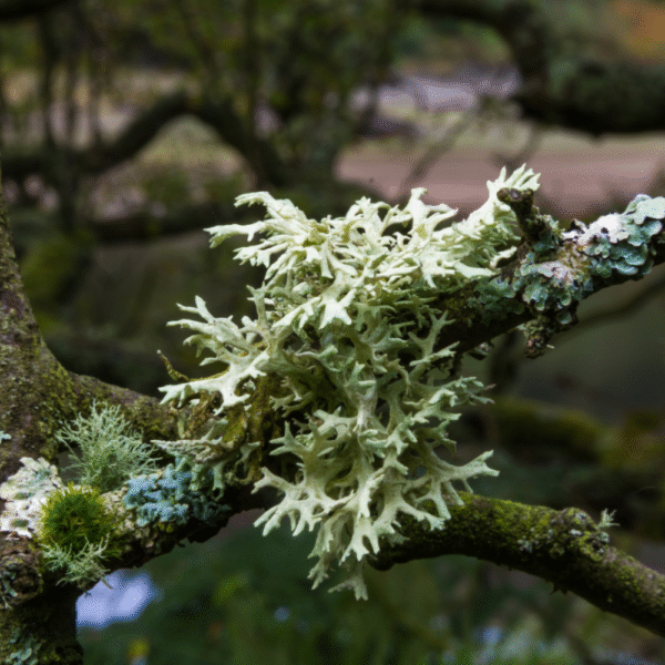 The Woodsman Tallow Sugar Scrub - Forest Woods - Image 3