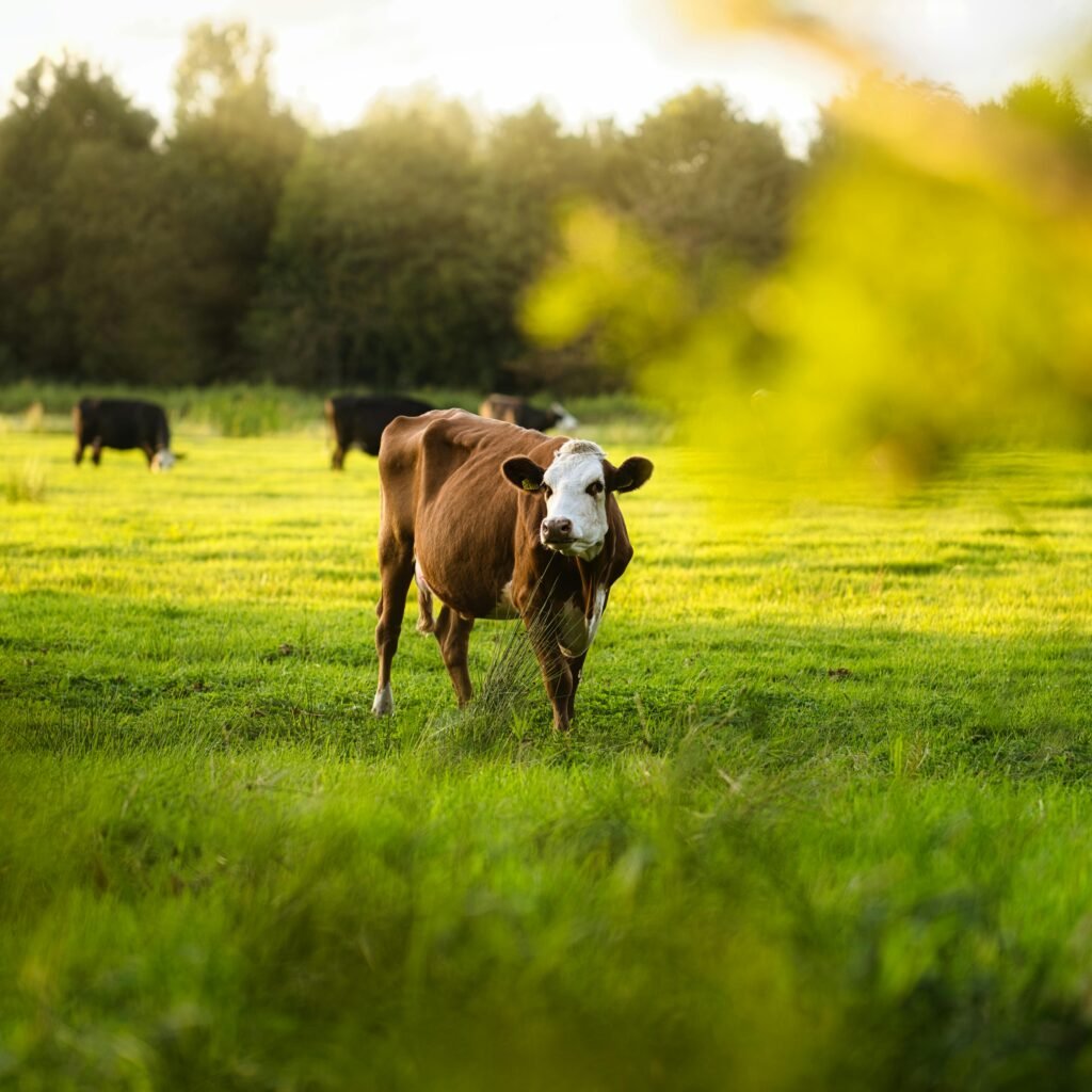 A tranquil scene of a brown cow grazing in a lush, green pasture during the day.