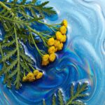 Tallow & Coconut Deodorant - Blue Tansy