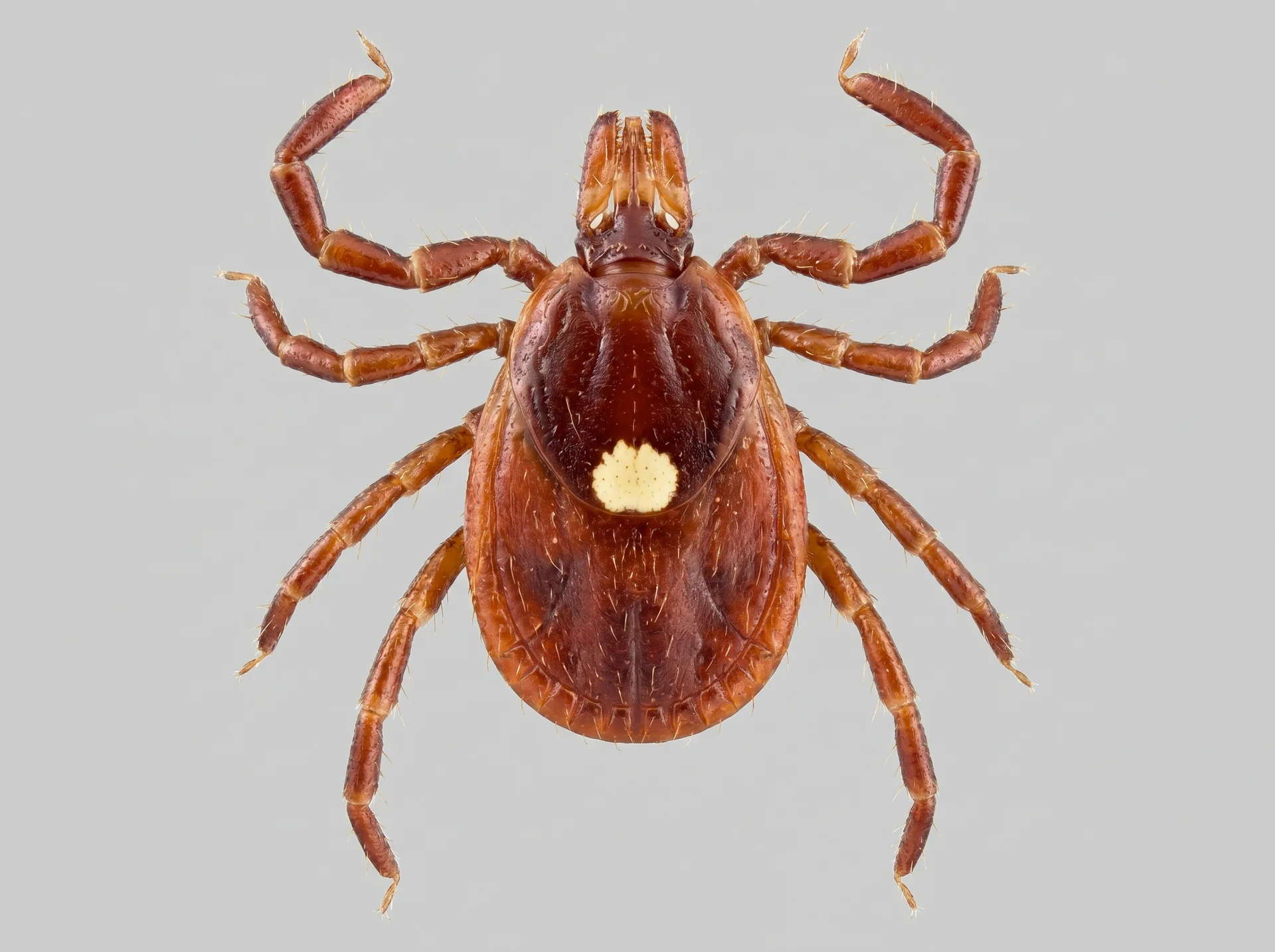 Female Lone Star tick identification image