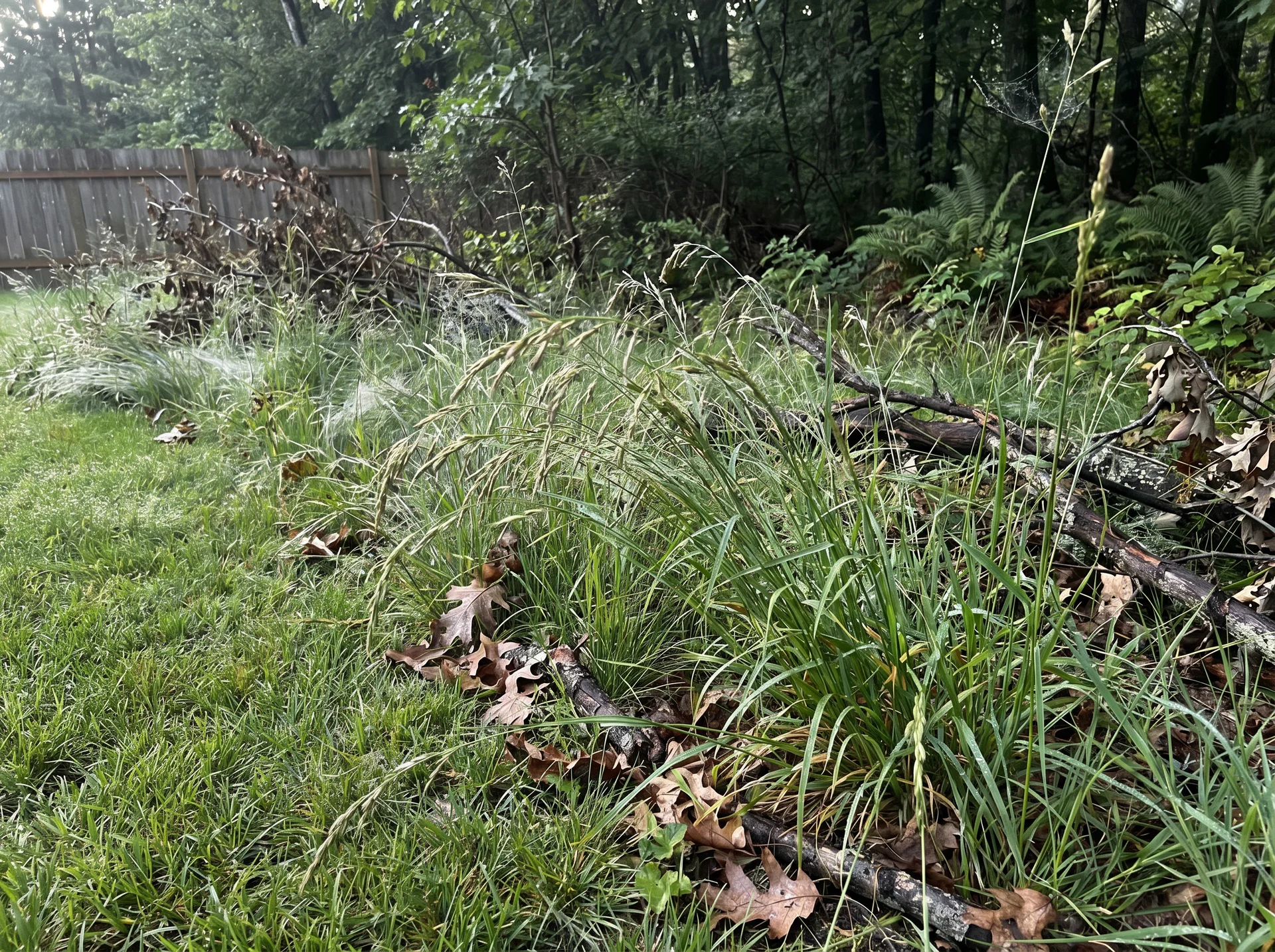 Tick habitat image showing the transition zone where lawn meets woods