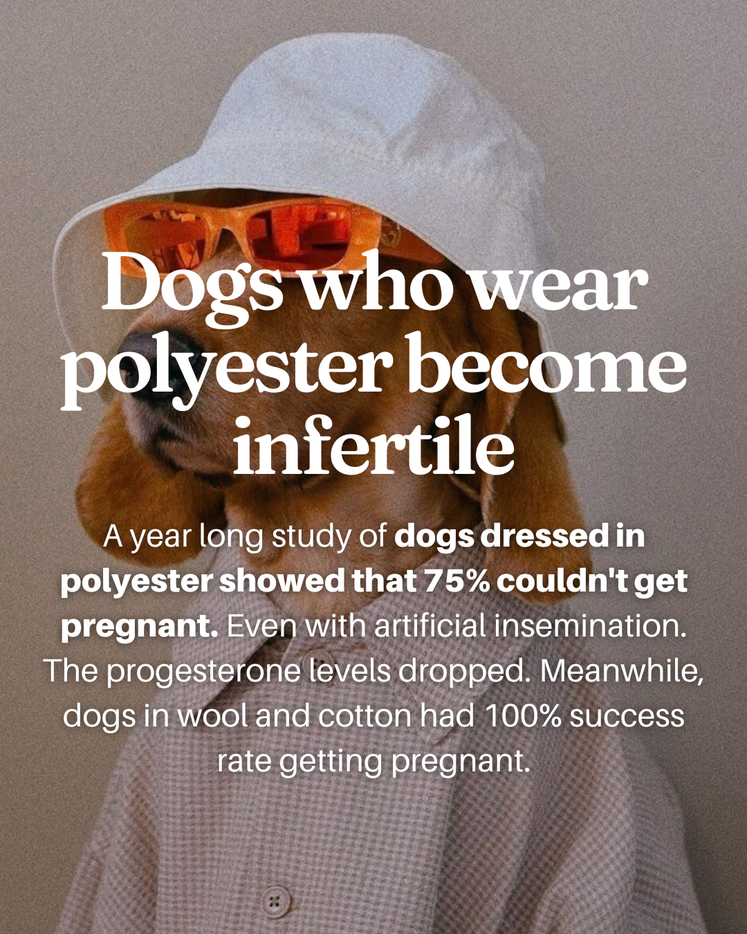 Graphic reading Dogs who wear polyester become infertile, with a dog in a bucket hat and sunglasses