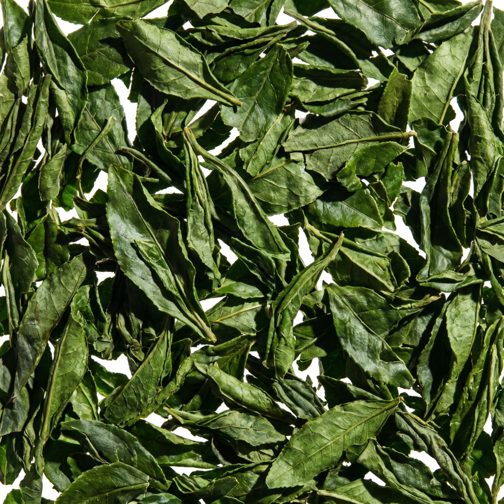 Green Tea Extract